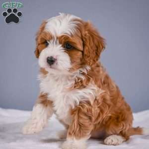 Teddy, Cavapoo Puppy